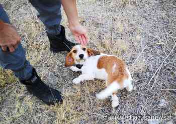 Cane con un collare che dà la scossa elettrica salvato a Lentini dalle guardie di Arci caccia - Siracusa News