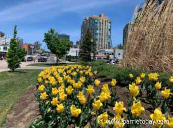 Communities in Bloom judges arriving in Barrie next week - BarrieToday