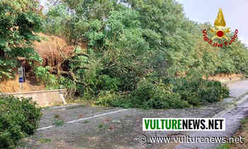 Alberi caduti sulla Potenza-Melfi! L'intervento dei Vigili del fuoco - vulturenews.net