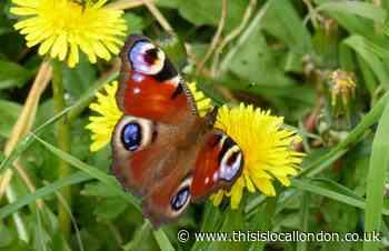 Wild Things: The worst year ever for butterfly numbers