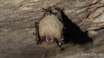 White-nose syndrome has killed millions of bats in North America. Now it's been found in Sask.