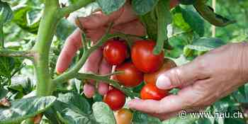 Wie oft sollte man Tomatenpflanzen giessen? - Nau.ch