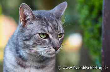 Landkreis Coburg: Müssen Katzen für den Vogelschutz bald drinnen bleiben? - Fränkischer Tag