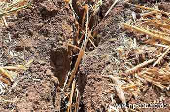 Trockenheit in Region - „Es ist besorgniserregend“ - Neue Presse Coburg