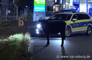 Entlaufene Kuh in Coburg - Wie die Polizei in solchen Fällen vorgeht - Neue Presse Coburg