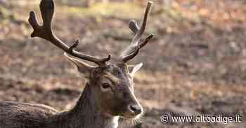 Cervi, via libera all'abbattimento nel Parco dello Stelvio - Alto Adige