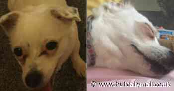 Hull woman's relief after dog who escaped on to busy road found safe - Hull Live