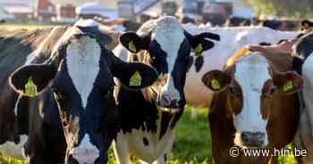 Twee loslopende koeien op Waasmunsterbaan: politie loodst dieren terug naar weiland - Het Laatste Nieuws