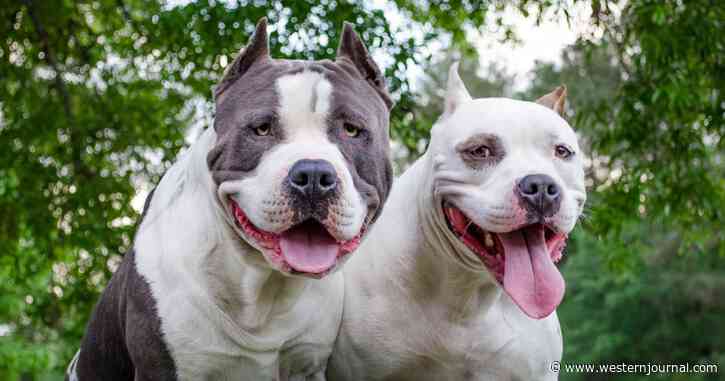 Pit Bull Owner Under Arrest After Pack of 7 Viciously Maul Elderly Man