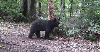 The trail cam experience - Sunbury Daily Item