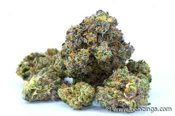 What A National Medical Marijuana Registry Could Mean For Those On The List - Benzinga - Benzinga