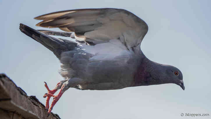 How to Capture Wildlife Photos: A Beginner's Guide