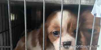 Illegaler Tiertransport? Polizei entdeckt verwahrloste Hunde in Kleintransporter bei Erlangen - Nordbayern.de
