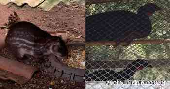 Animais silvestres resgatados em operação da Polícia Civil em Brusque ganham novo lar - O Município