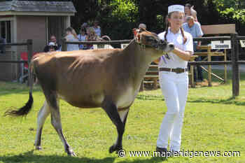 VIDEO: Volunteers lauded for making Countryfest possible - Maple Ridge News