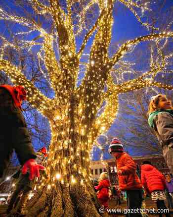 Amherst officials eye removal of aging Norway maple trees - GazetteNET