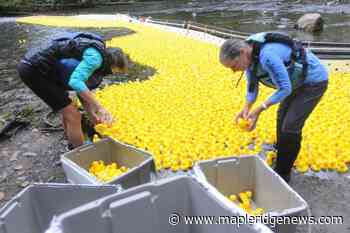 Counting down to virtual duck race - Maple Ridge News