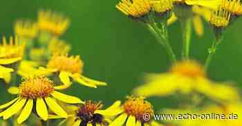 Bischofsheim: Für ein farbenfrohes Blütenmeer im nächsten Jahr - Echo Online