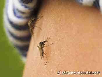 More mosquitoes biting in Edmonton this summer, but less than expected, says expert