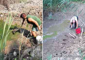 Si prosciuga il laghetto del parco La Fornace, corsa ad Albizzate per salvare i pesci - varesenews.it
