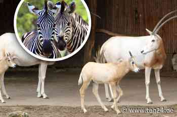 Mobbing unter Tieren? Zebras im Leipziger Zoo haben es auf Säbelantilopen-Baby abgesehen - TAG24