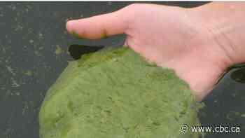 Algae bloom season in Alberta is here. What can we do about it?