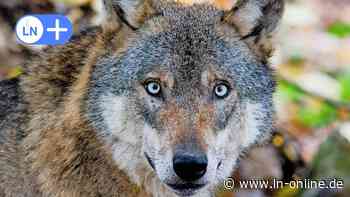 Im Video: Wölfe ziehen durch Herrnburg und die Palinger Heide - Lübecker Nachrichten