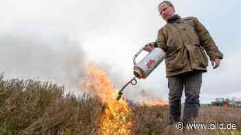 Park-Schützer legen gezielte Feuer: Die Heide brennt - BILD