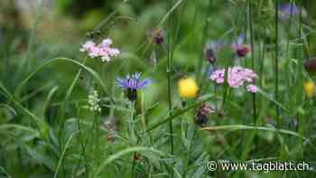 Am Stauberengrat wächst eine der schönsten Wiesen der Alpen - St.Galler Tagblatt