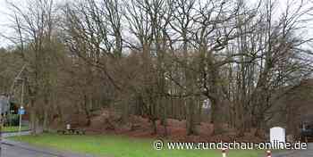 Rhein-Berg: Wald bei Wermelskirchen womöglich aus Versehen gefällt - Kölnische Rundschau