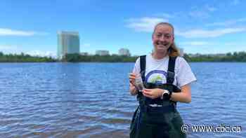 Beach season 'so far, so good' in Ottawa - CBC.ca