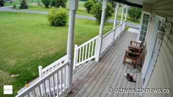 Groundhog caught on camera stealing package south of Ottawa | CTV News - CTV News Ottawa
