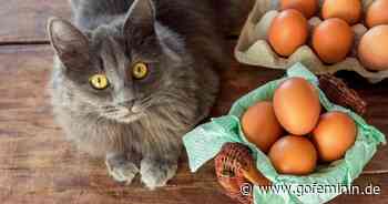 Haustierwissen: Dürfen Katzen Eier essen? - gofeminin