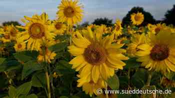 Wetter - Essen - Ungemütlicher Wochenstart: Ab Mittwoch wieder freundlicher - Panorama - SZ.de - Süddeutsche Zeitung - SZ.de
