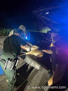 2 Miami Men Arrested for  Illegally Taking Deer From Florida Keys