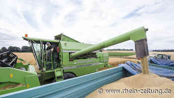 Maifelder Experte: Sehr gute Getreideernte - Andernach & Mayen - Rhein-Zeitung