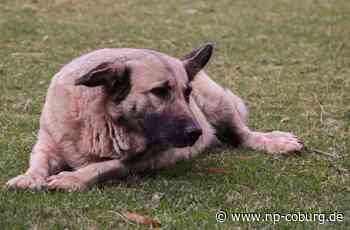 Kronach: Stadtrat erhöht Hundesteuer - Kronach - Neue Presse Coburg