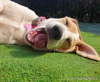 Simpatiche Zampette: cento animali iscritti, eccoli! - Prima Treviglio