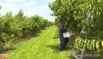 Hamilton farmers are trying to stay afloat as dry heat affects their crops - CHCH News