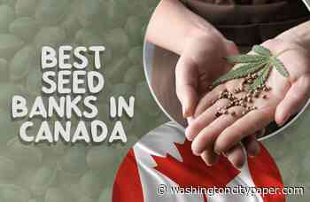 12 Best Canadian Seed Banks: Quality Cannabis Seeds from Canada (US Shipping) - Washington City Paper