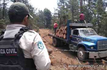 Profepa y SSP clausuran campamento de tala ilegal en Coatepec | e-consulta.com 2022 - e-veracruz