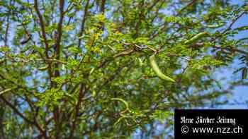 Fleisch aus Pilzen und Heuschrecken: Wie Israel dem Klimawandel begegnet