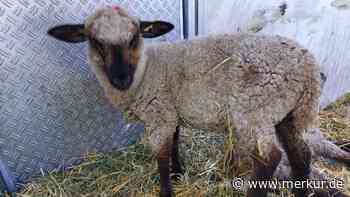 Puchheim: Tierquäler töten Schafe auf der Weide - weil sie auf sie einsspringen - Merkur.de