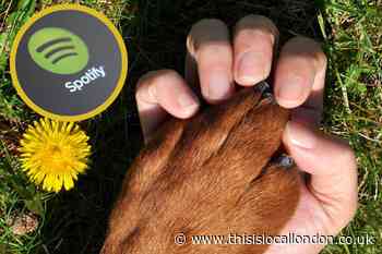Spotify Pet Playlist: What it is and how to create your own