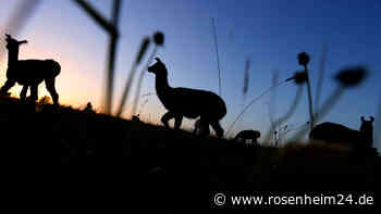 Brutale Tat: Unbekannter erschlägt Lama auf Weide in Oberaudorf