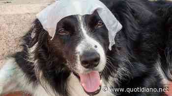 Animali e caldo africano: 10 cose da sapere, tra crema solare e asfalto rovente - QUOTIDIANO NAZIONALE