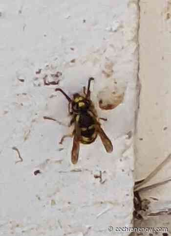 Wasps or mosquitoes one or the other! - CochraneNow.com