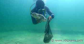 In the waters off Mexico, fishing this vital sea creature is banned. It's still happening.
