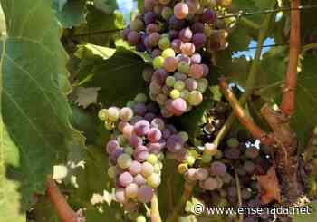 Realizan cursos para control del piojo harinoso de la Vid - Ensenada.net