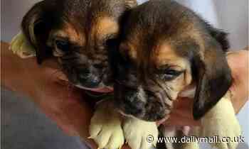 Cloned beagles are created from gene-edited skin cells for the first time